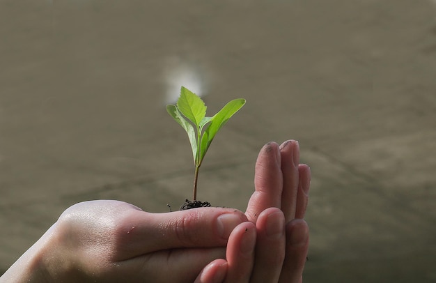 Foto immagine ritagliata di mani che tengono le piante