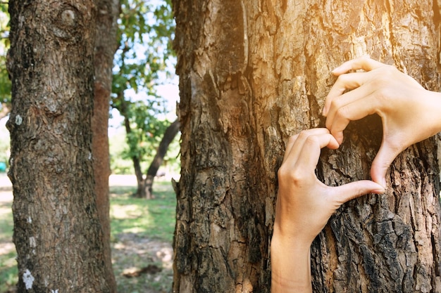 Cropped image of hands making heart shape on tree