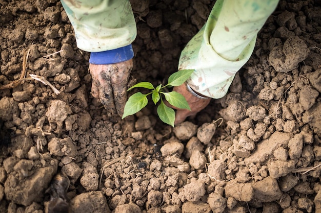 Cropped image of hands planting on field