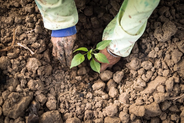 Photo cropped image of hands planting on field