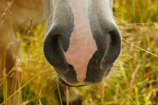 Cropped image of horse snout