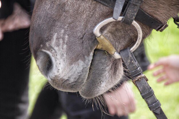 Foto immagine tagliata di cavallo