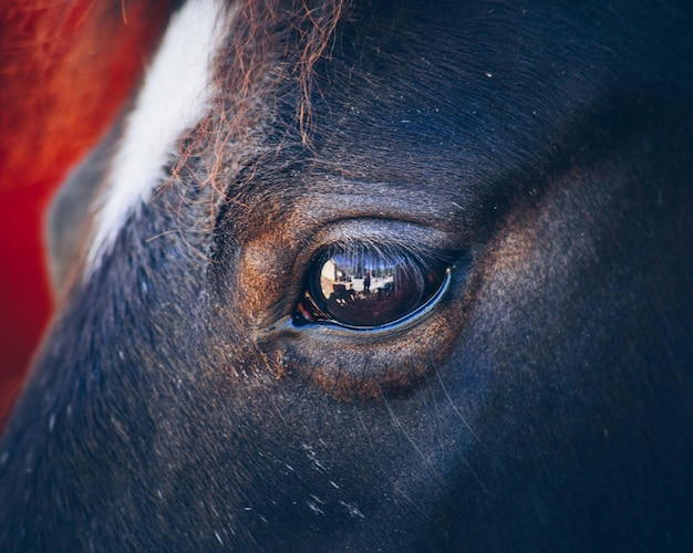 Photo cropped image of horse