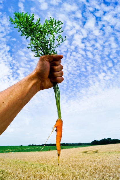 Foto immagine ritagliata di un uomo che tiene una carota sul campo contro il cielo