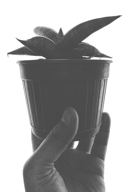 Foto immagine ritagliata di un uomo che tiene una pianta in vaso su uno sfondo bianco