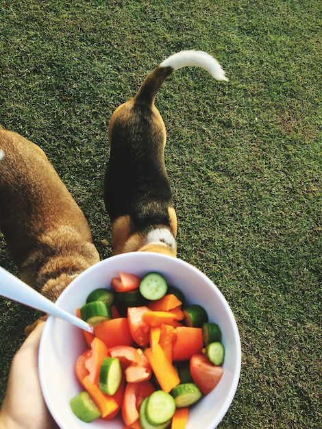 Foto immagine ritagliata di un uomo che tiene un'insalata in una ciotola sul campo