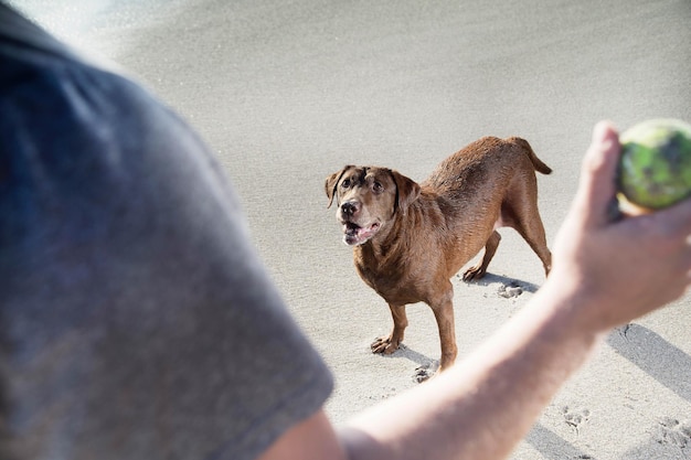 Photo cropped image of man throwing ball towards dog on beach