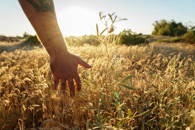 Cropped image of man touching cereal plants