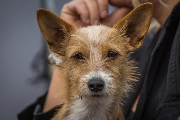 cropped image of man with dog