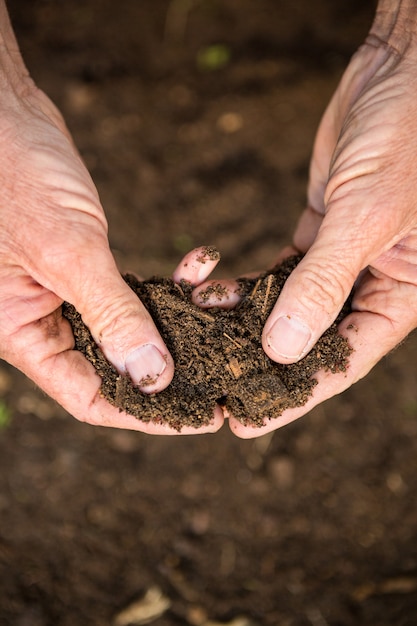 Cropped image of mature gardener holding dirt at garden