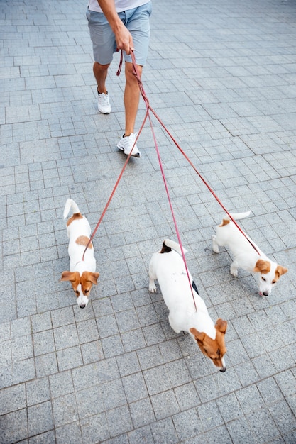 사진 보도에 세 잭 러셀 개를 산책하는 남자의 자른 이미지
