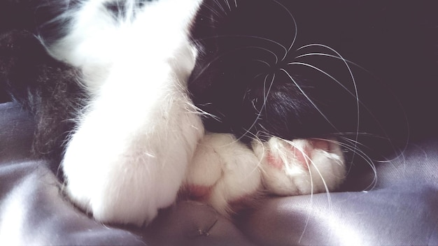 写真 ソファでリラックスしている猫のカット画像