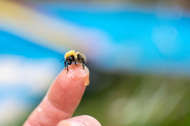 写真 指を握るミツバチのクロップされた画像