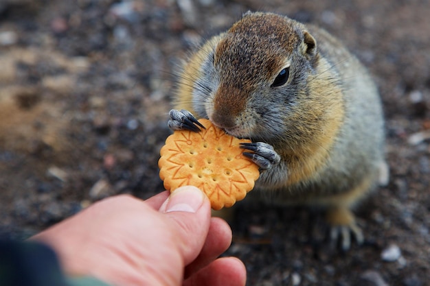 写真 手でを食べているネズミのカットされた画像