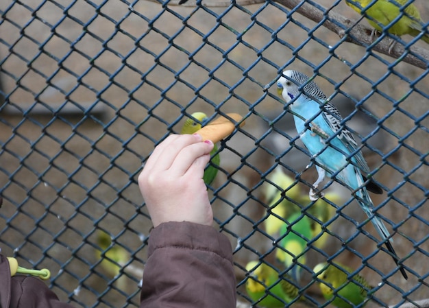 写真 手持ちのチェーンリンクフェンスのクロップされた画像