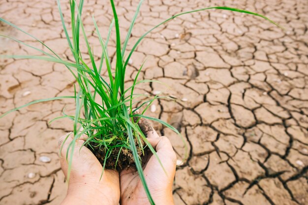 写真 荒れ果てた土地で手で植えている植物のカットされた画像