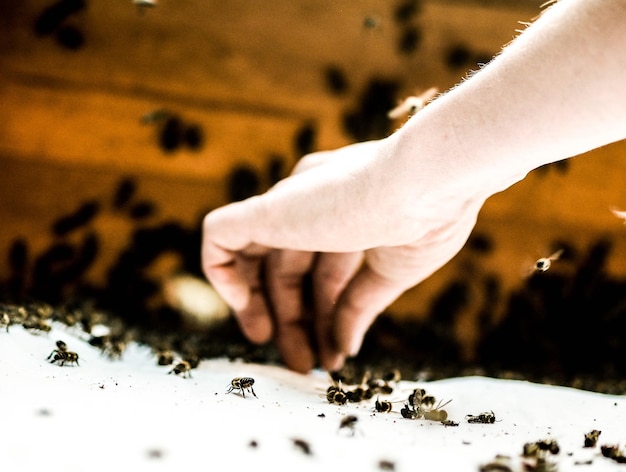 Фото Обрезка изображения пчелы, собирающей урожай вручную