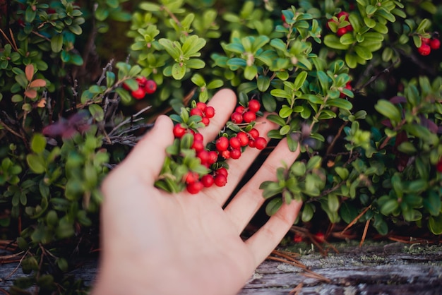 写真 果物に触れる手のカットされた画像