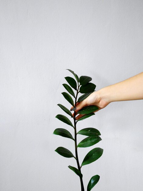 Фото Обрезка изображения растения, касающегося руки на белом фоне