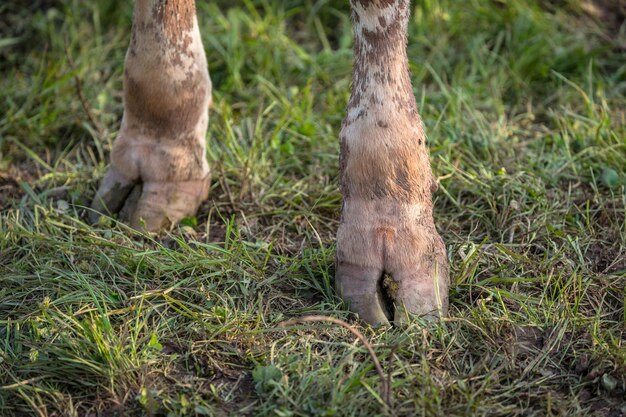 写真 草原に立っている馬のクロップされた画像