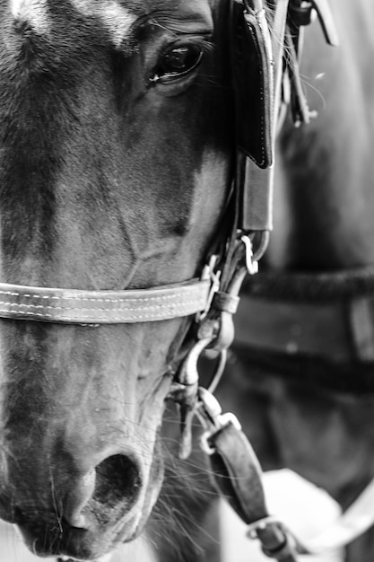 Фото Обрезка изображения лошади, стоящей на открытом воздухе