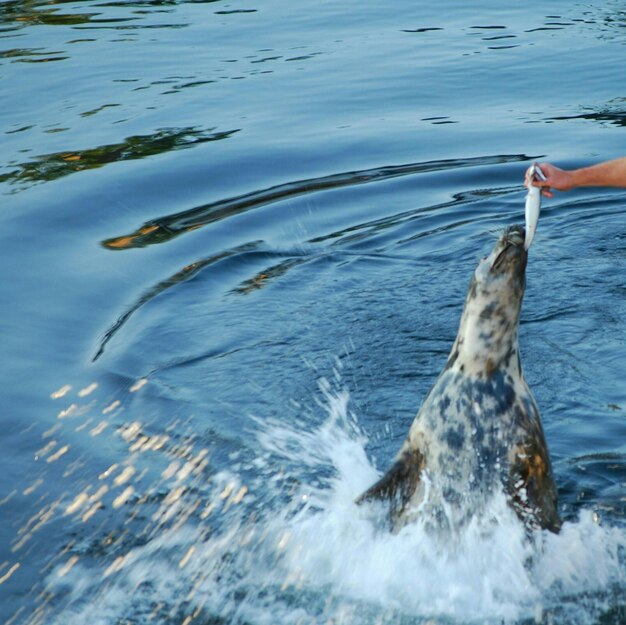 Фото Обрезка изображения человека, кормящего тюленя