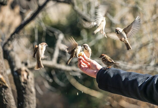 写真 鳥 を 抱い て いる 人 の 剪定 さ れ た 画像