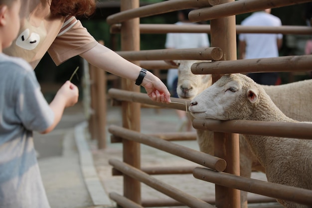 사진 딸 과 함께 농장 에서 양 을 먹이는 어머니 의 손 의 절단 된 이미지