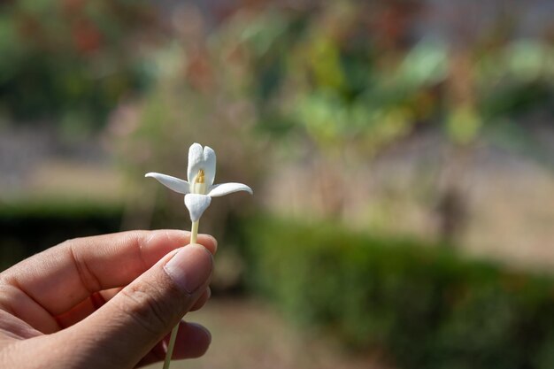 写真 公園で花を握っている人のカットされた画像