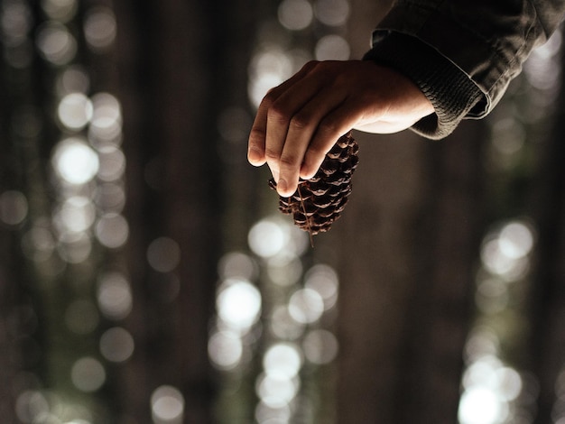 写真 森で松の<unk>を握っている人のカットされた画像
