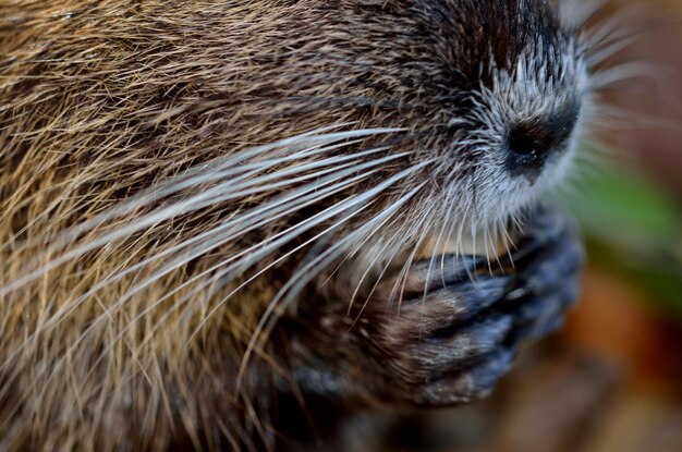 Photo cropped image of otter