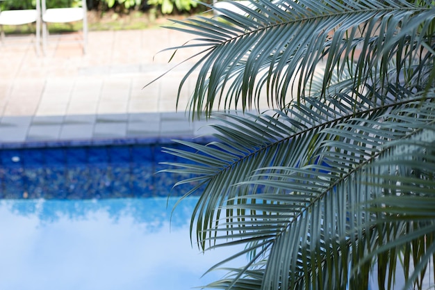 Photo cropped image of palm leaves over swimming pool