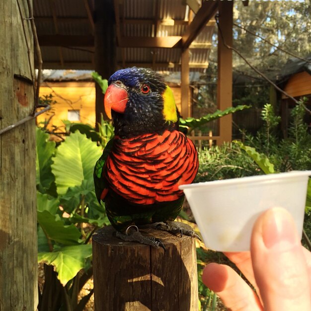 Photo cropped image of person feeding parrot