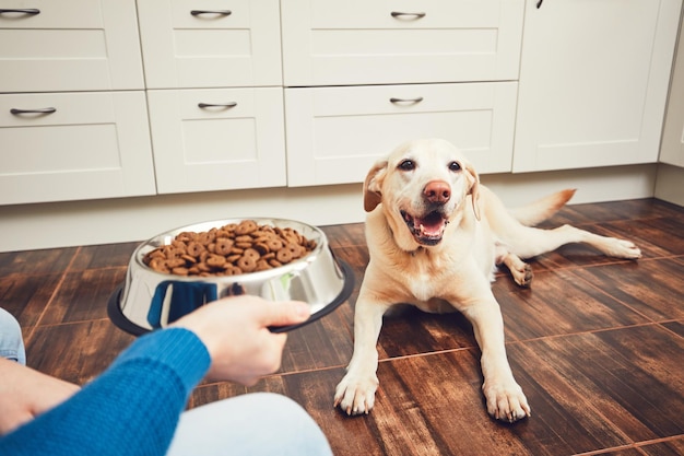 Photo cropped image of person giving food to dog at home