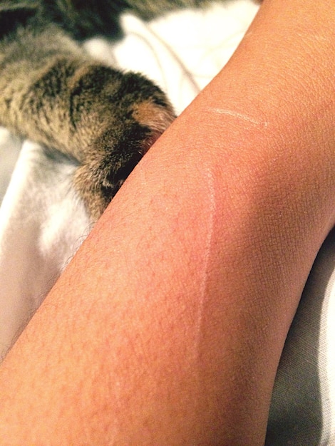 Foto immagine ritagliata di una mano di persona con la zampa di un gatto