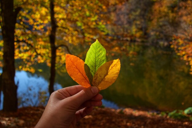 Immagine ritagliata di una persona che tiene le foglie d'autunno