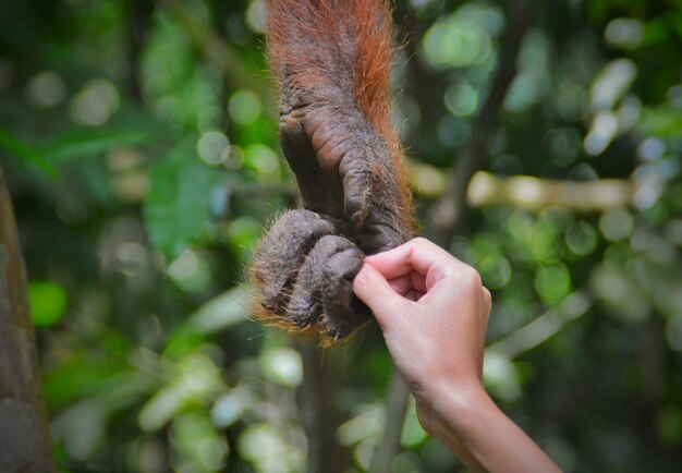 Foto immagine ritagliata di una persona che tiene la mano di uno scimpanzé