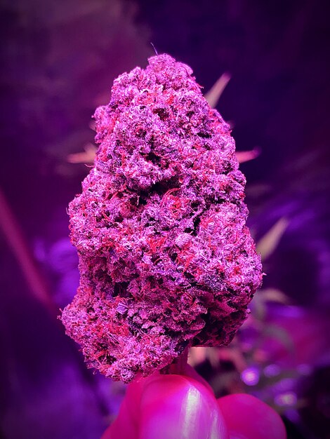 Cropped image of person holding marijuana in purple light