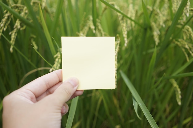 Foto immagine ritagliata di una persona che tiene la carta contro le piante