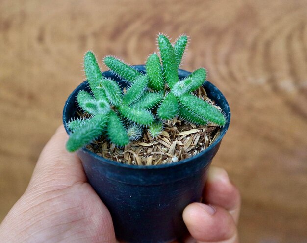 Cropped image of person holding potted plant