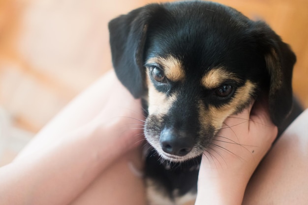 cropped image of person holding puppy