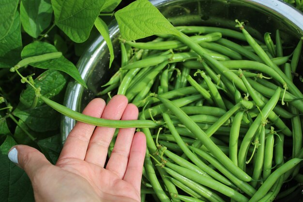 Foto immagine ritagliata di una persona che tiene delle verdure