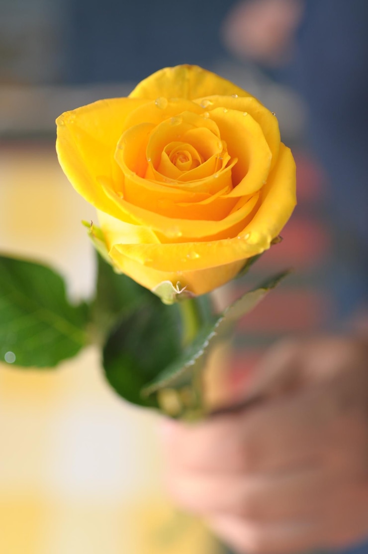 Photo cropped image of person holding wet yellow rose