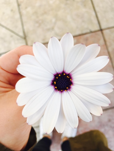 Foto immagine ritagliata di una persona che tiene un fiore bianco