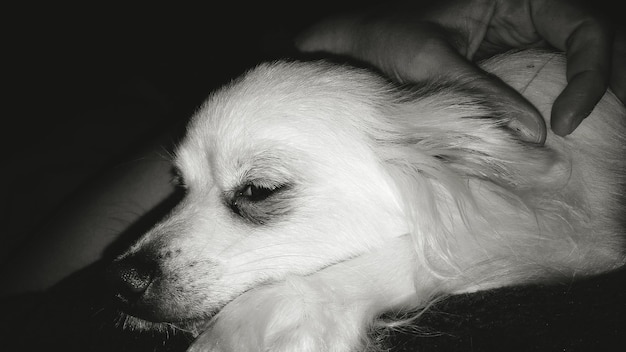 Photo cropped image of person touching dog in darkroom