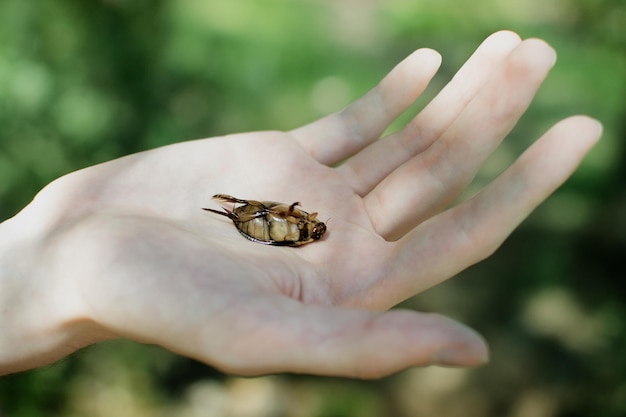 cropped image of person with dead cockroach