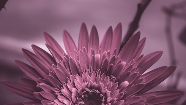 cropped image of pink flower blooming outdoors