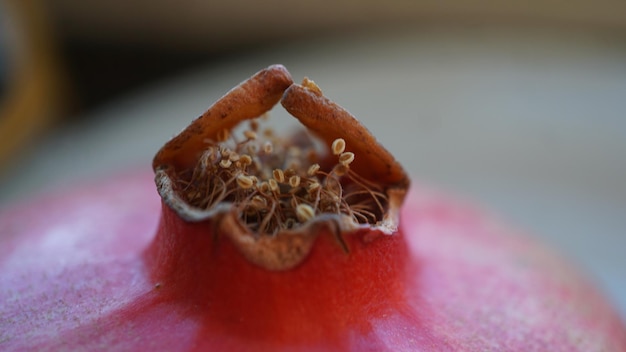 Photo cropped image of pomegranate