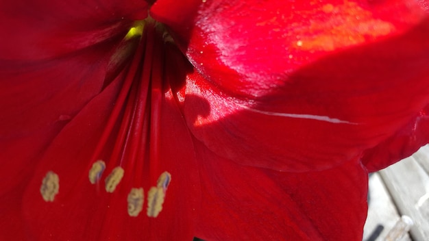 Cropped image of red flower