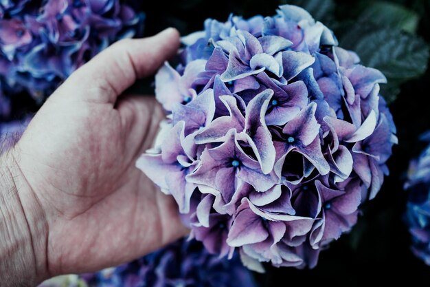 Photo cropped image of senior man holding purple flower